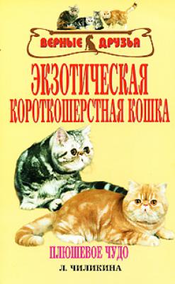 Экзотическая короткошерстная кошка - Л. А. Чиликина 