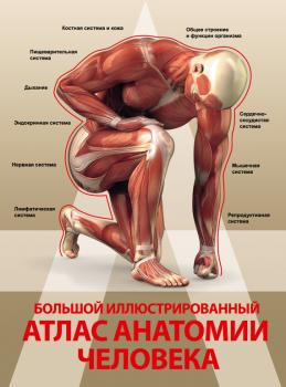 Большой иллюстрированный атлас анатомии человека - Анна Спектор 