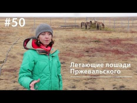 Летающие лошади Пржевальского - Евгения Тимонова Всё как у зверей в России