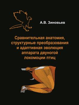 Сравнительная анатомия, структурные преобразования и адаптивная эволюция аппарата двуногой локомоции птиц - А. В. Зиновьев 