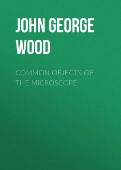 Common Objects of the Microscope - John George Wood 