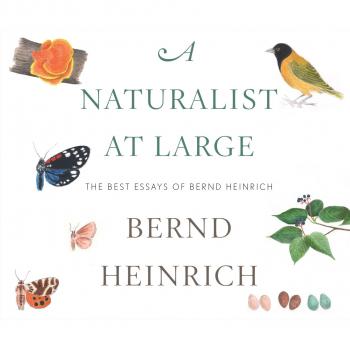 A Naturalist at Large - The Best Essays of Bernd Heinrich (Unabridged) - Bernd  Heinrich 