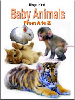 Baby Animals From A to Z - Blago Kirof 
