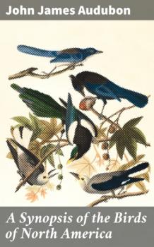 A Synopsis of the Birds of North America - John James Audubon 