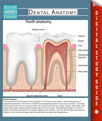 Dental Anatomy (Speedy Study Guides) - Speedy Publishing Human Anatomy Edition