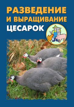Разведение и выращивание цесарок - Илья Мельников 