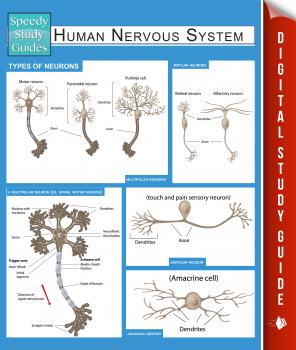 Human Nervous System (Speedy Study Guides) - Speedy Publishing 