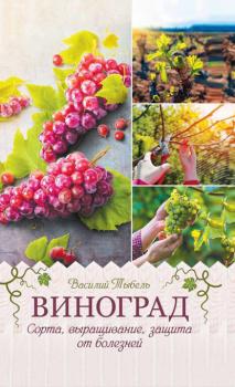 Виноград. Сорта, выращивание, защита от болезней - Василий Тыбель 